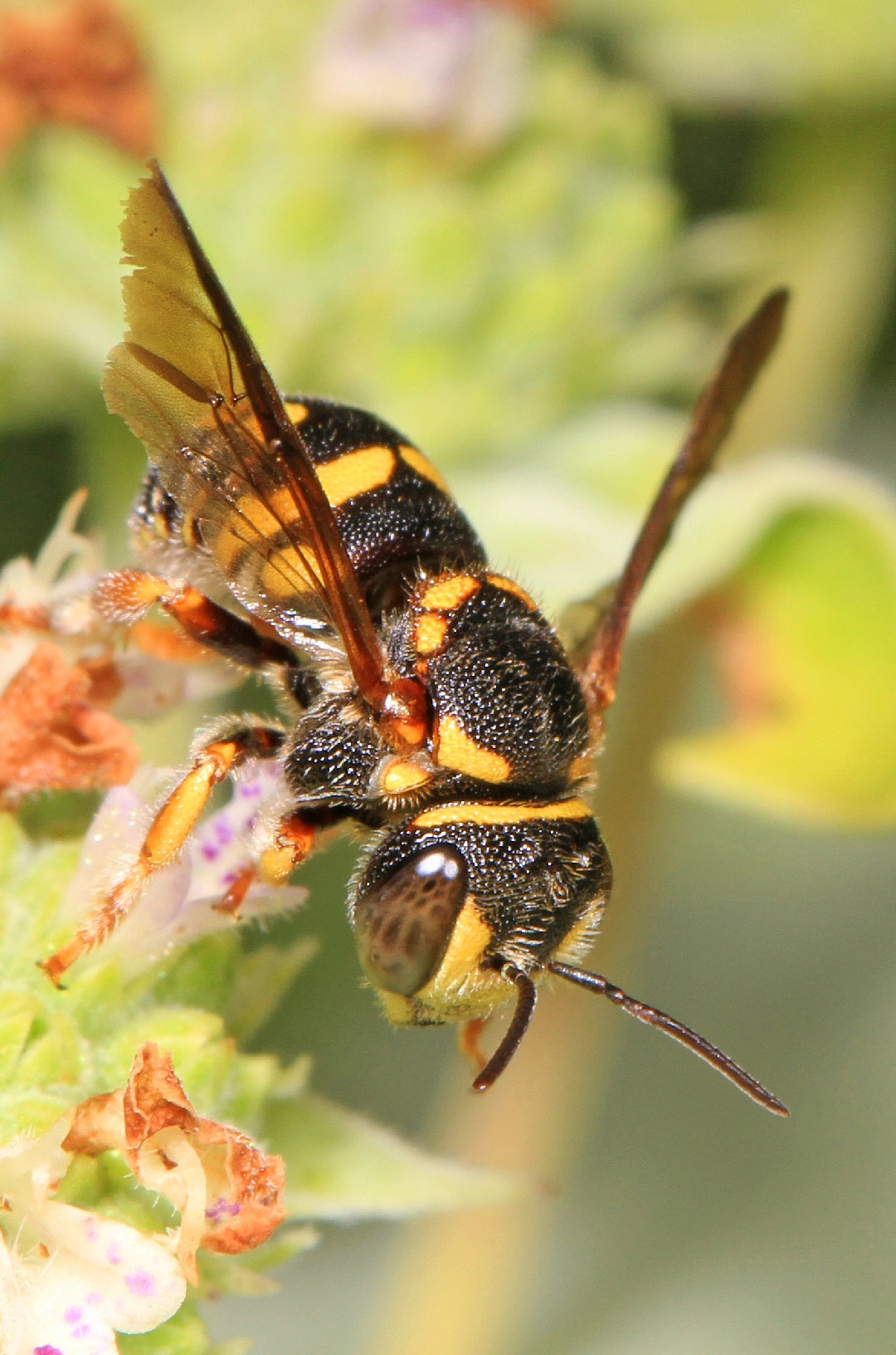 Harzbienen (Anthidiellum)