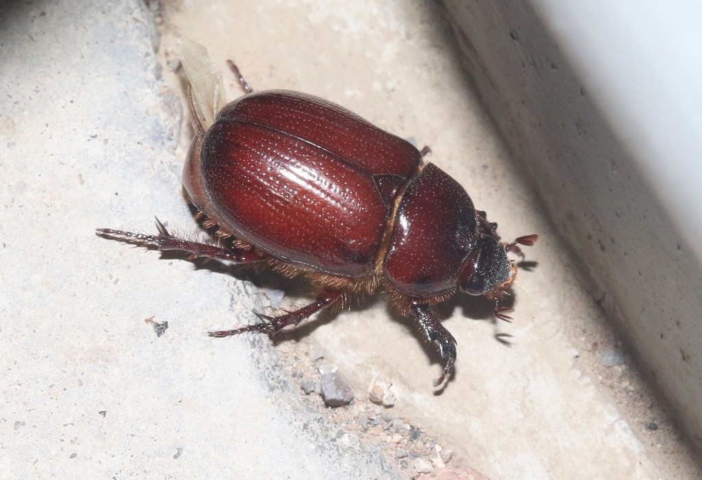 Escarabajo de la zanahoria (Tomarus gibbosus) - Picture Insect