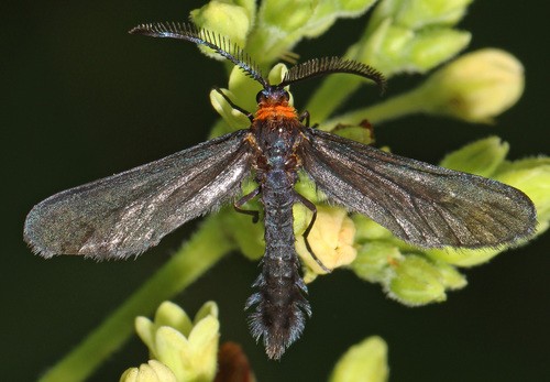 Harrisina (Harrisina)