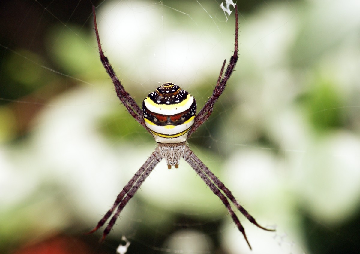 Argiope versicolor (Argiope versicolor) - Picture Insect