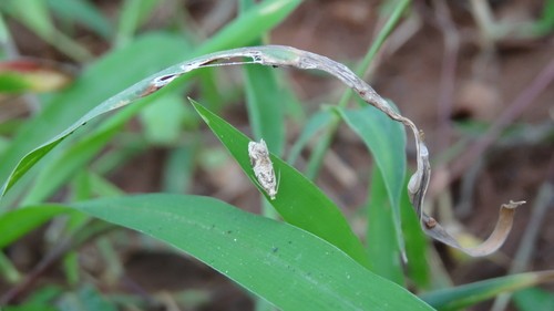 Loboschiza (Loboschiza)