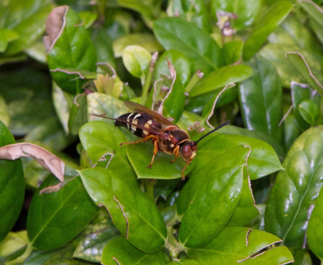 Sphecius speciosus (Sphecius speciosus) - Picture Insect