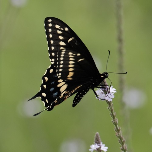 メスクロキアゲハ (Papilio polyxenes) - Picture Insect