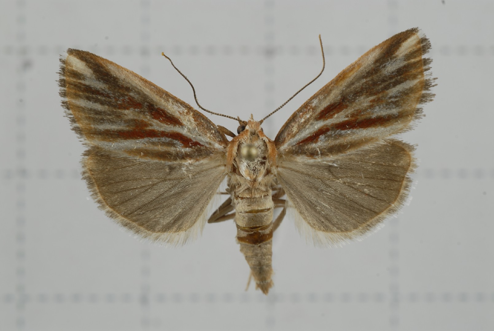 Narangodes (Narangodes)