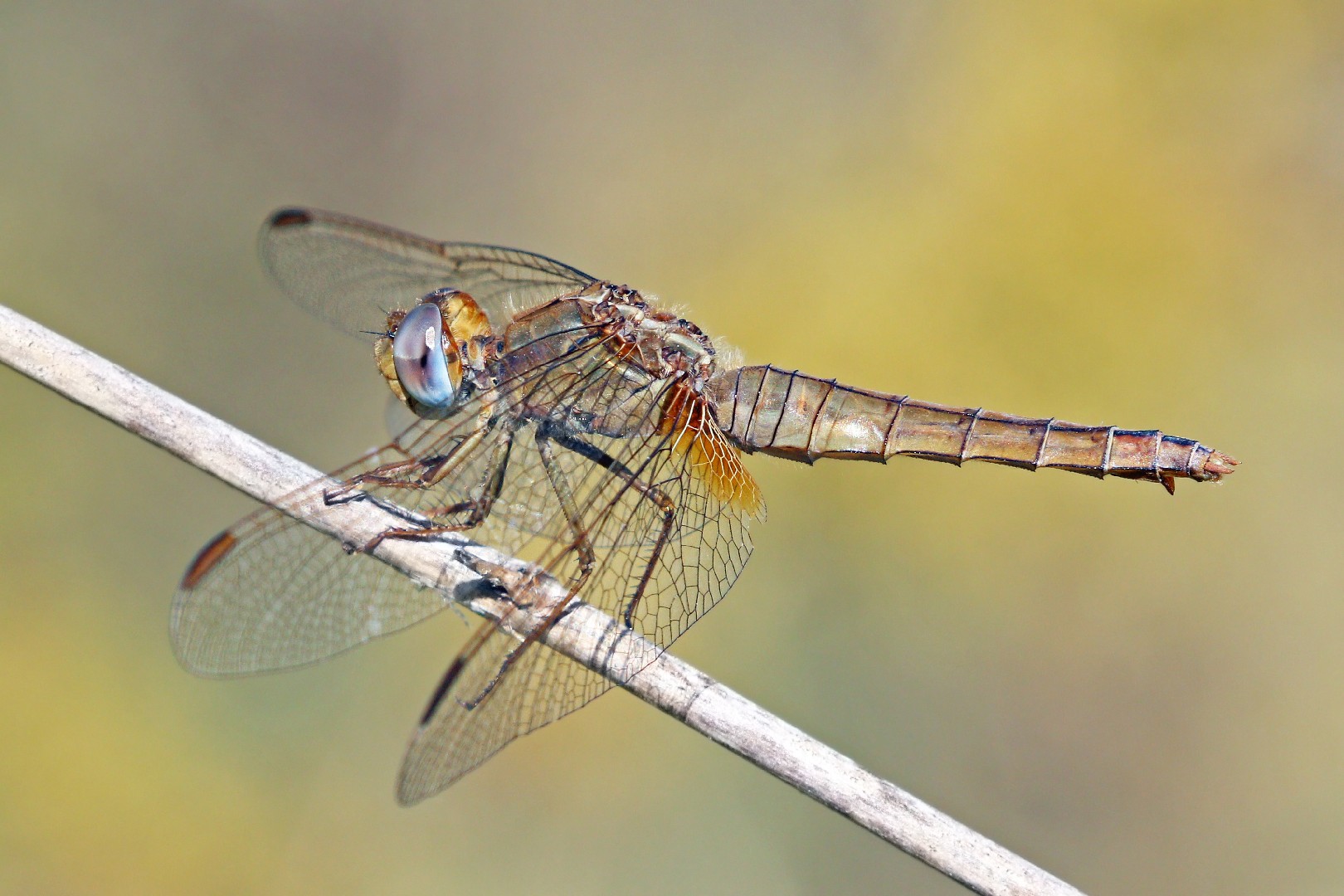 Стрекоза-метальщица красная (Crocothemis erythraea) - Picture Insect