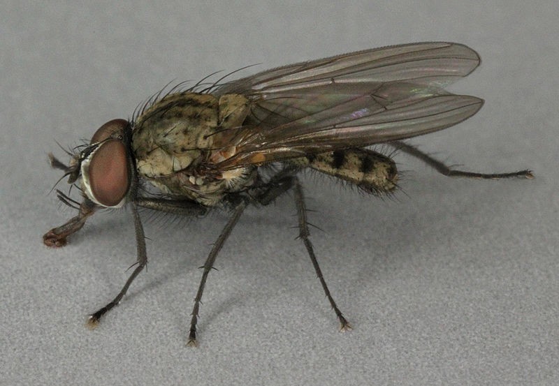 Delia florilega (Delia florilega) Picture Insect