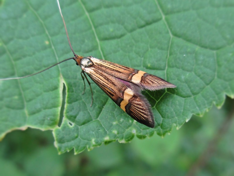 長角蛾屬 (Nemophora)