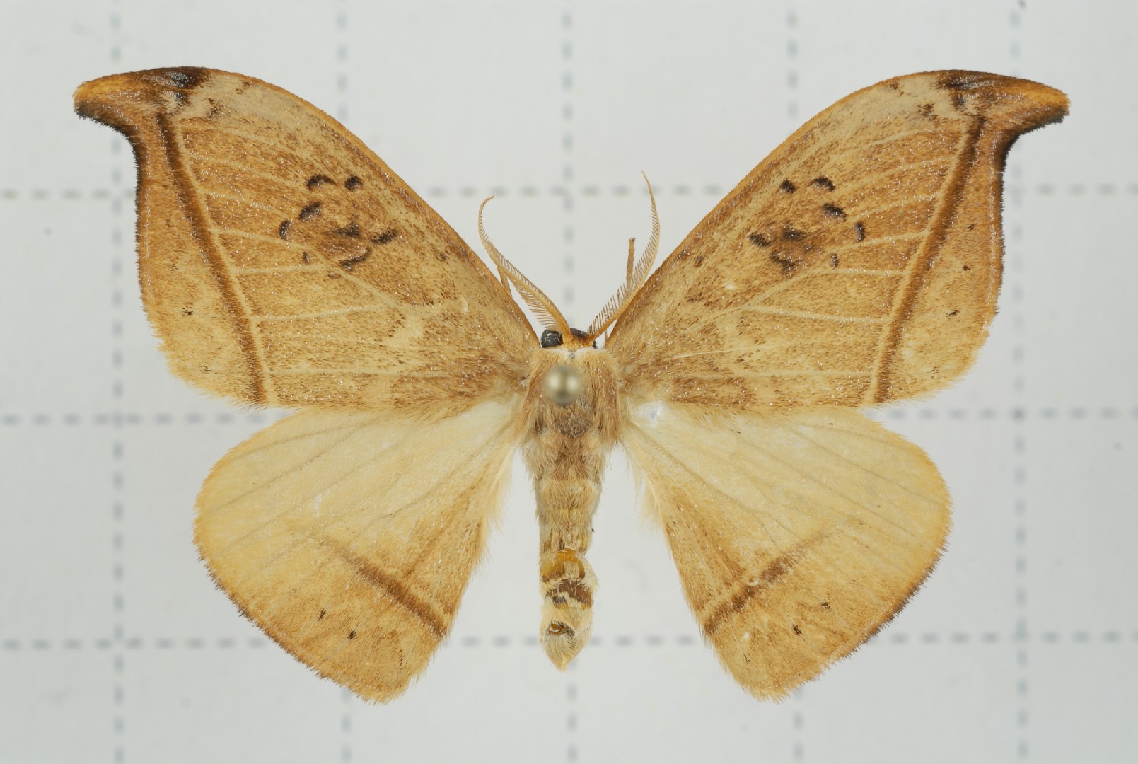 Callidrepana (Callidrepana)