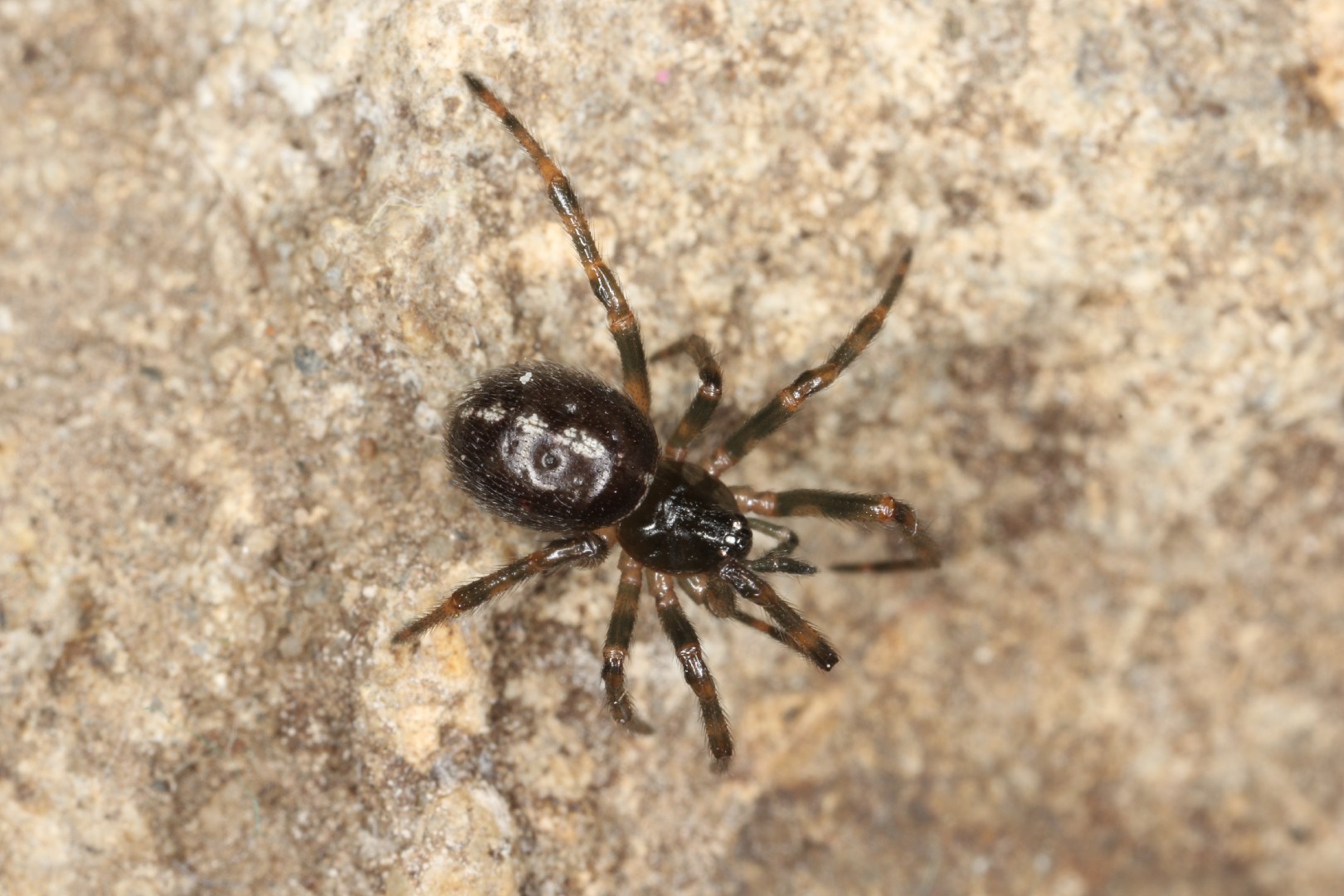 Стеатода двухточечная (Steatoda bipunctata) - Picture Insect