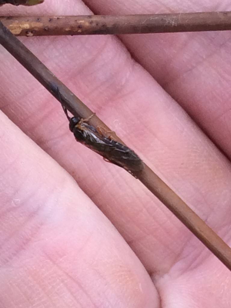 Symphytes (Symphyta)