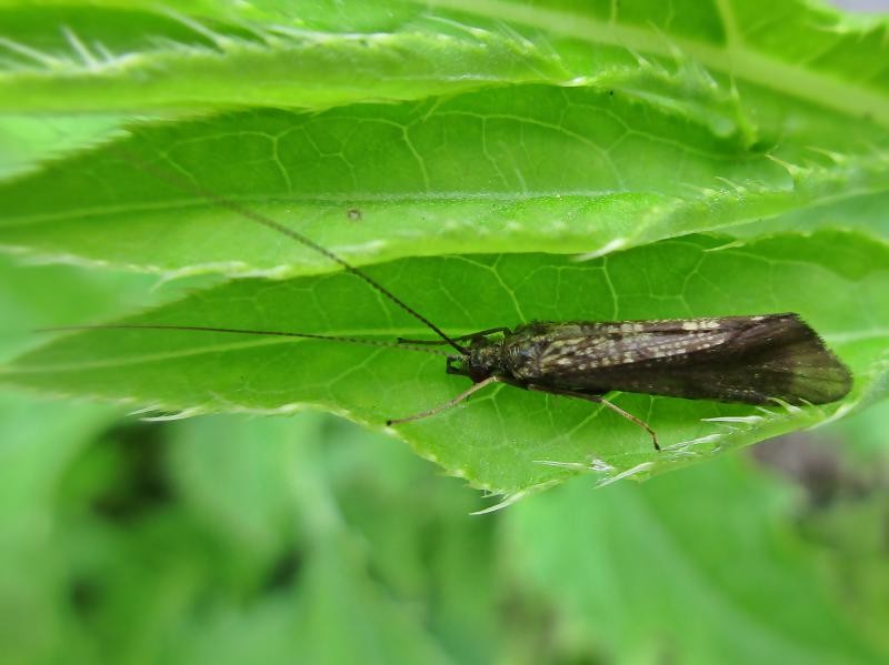 Hydropsyche angustipennis