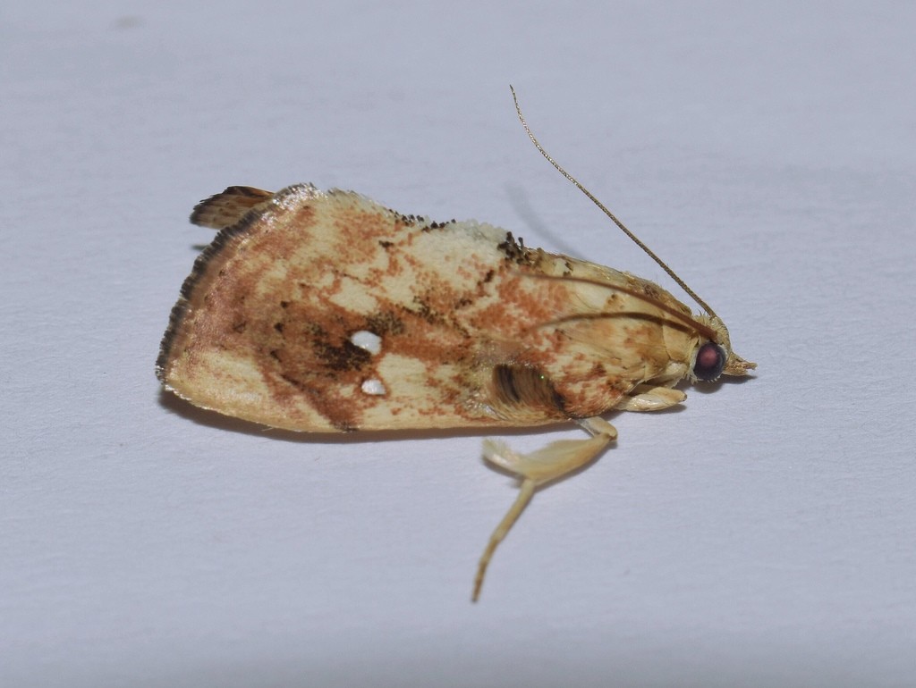 Crocidolomia (Crocidolomia)