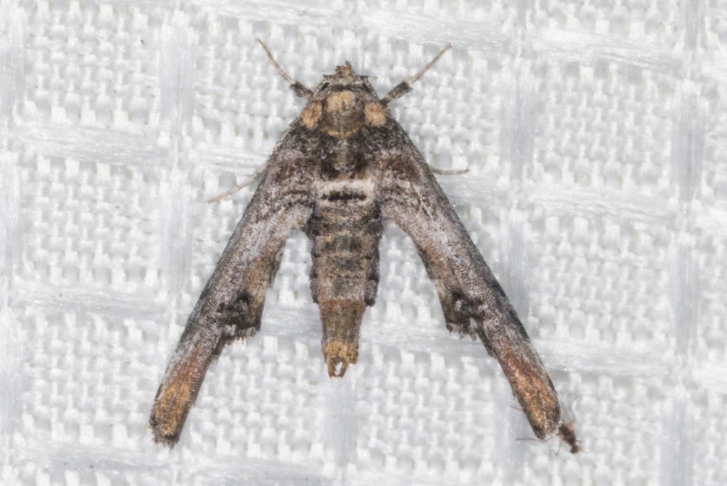 Dark marathyssa moth