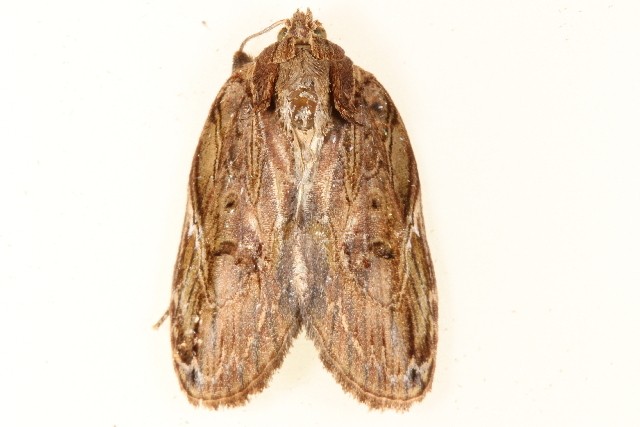 Lamprothripa (Lamprothripa)