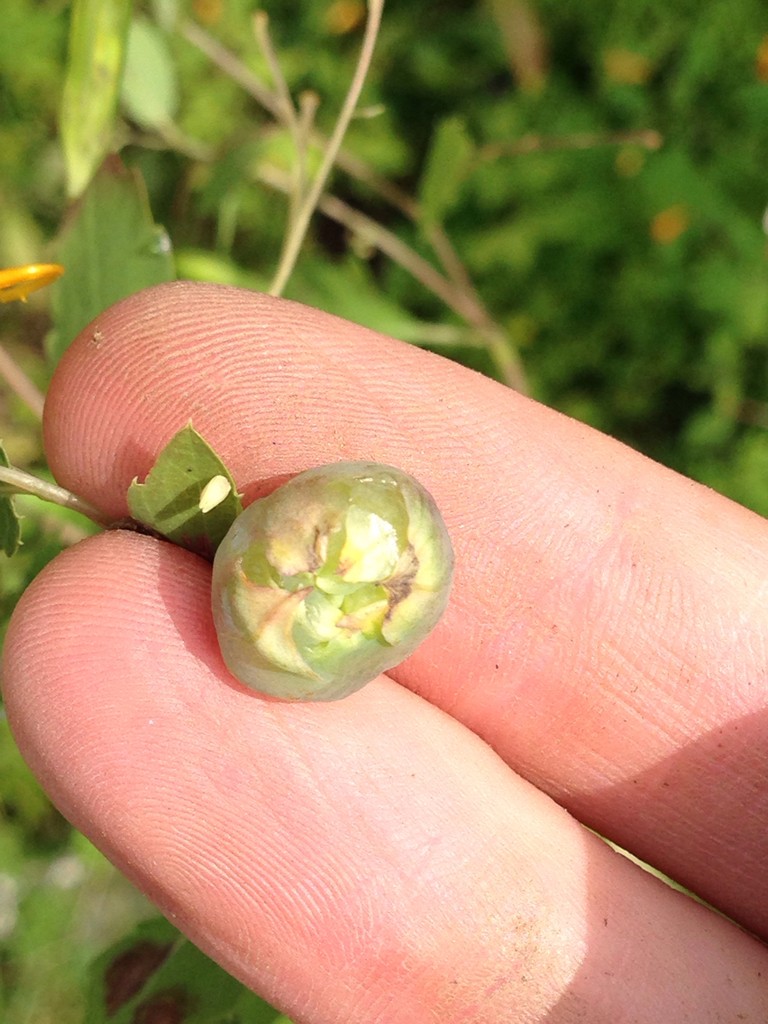 Schizomyia (Schizomyia)