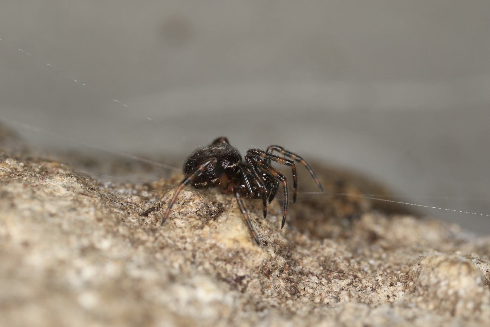 Стеатода двухточечная (Steatoda bipunctata) - Picture Insect