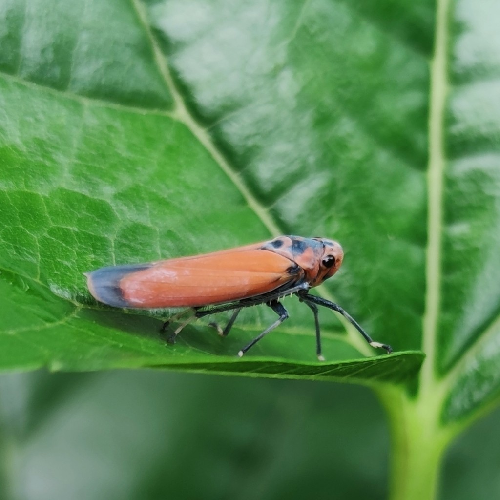 Bothrogonia (Bothrogonia)