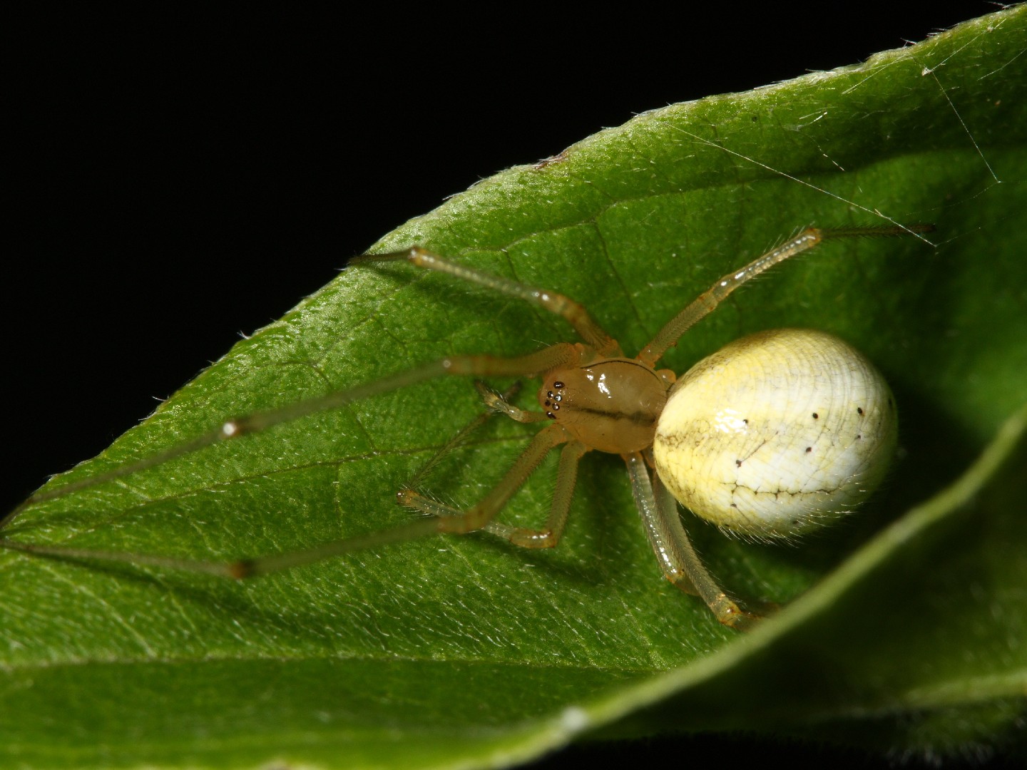 Эноплогната овальная (Enoplognatha ovata) - Picture Insect