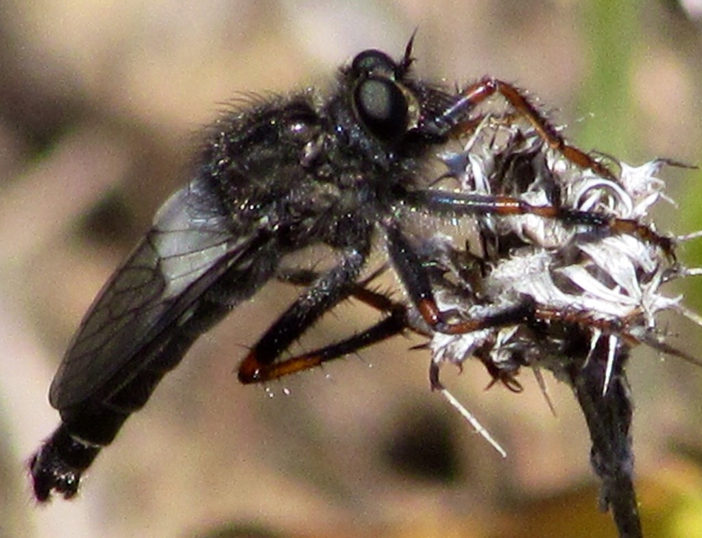 Stenopogon (Stenopogon)