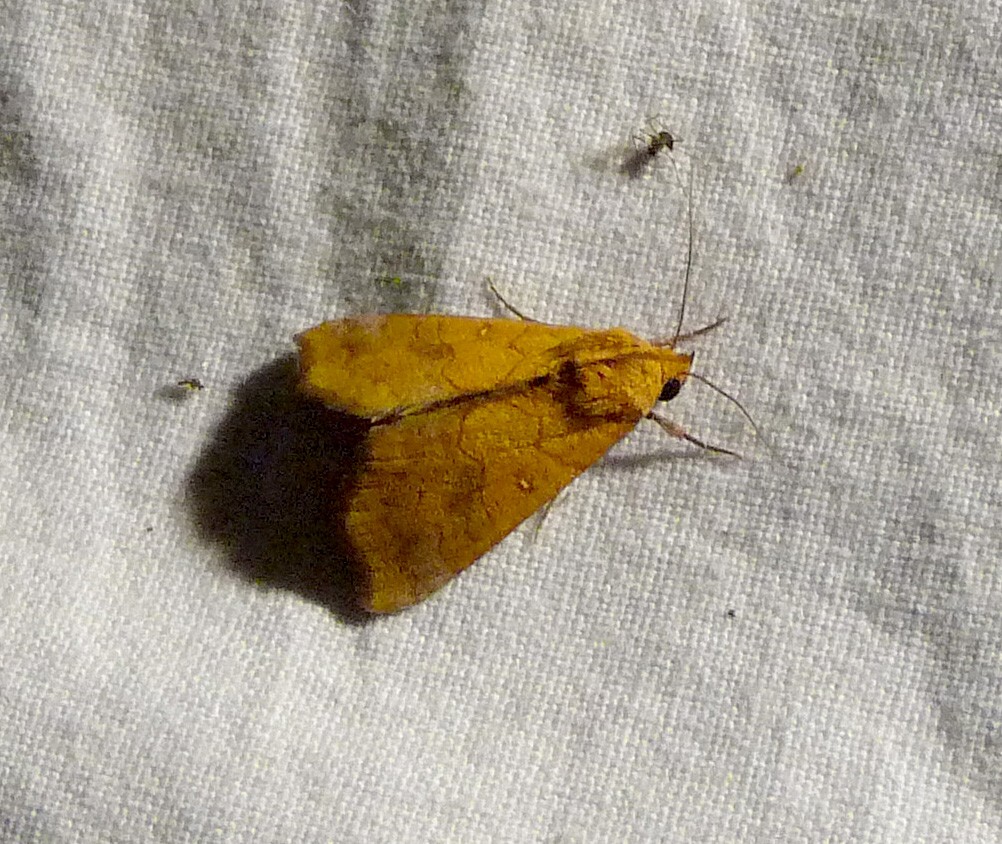 Cosmophila (Cosmophila)