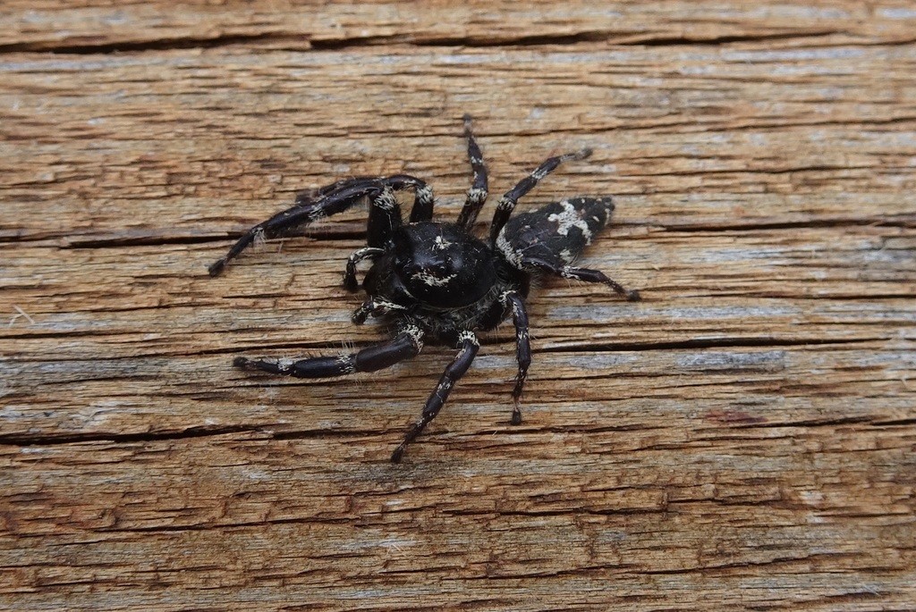 Two-spotted sandalodes