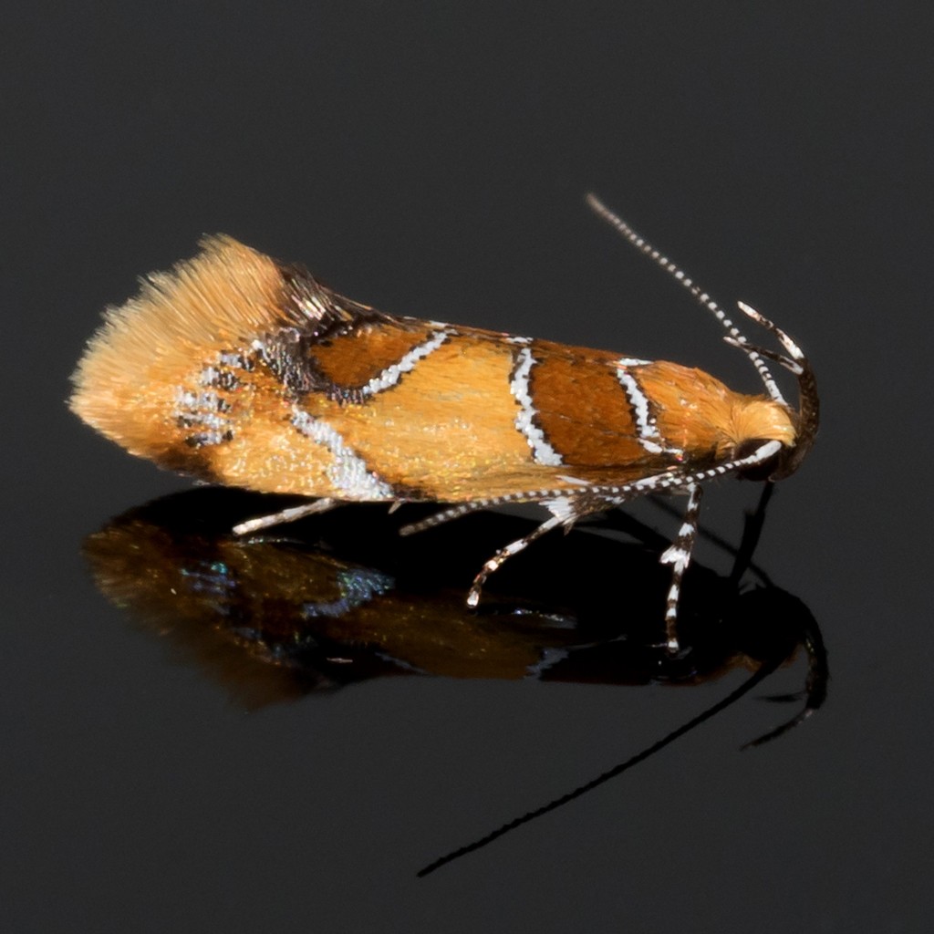 Epicallima (Epicallima)