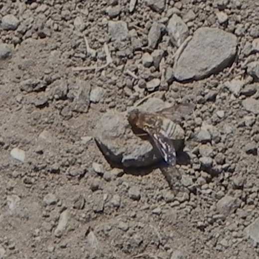 Moscas abeja (Bombyliidae)