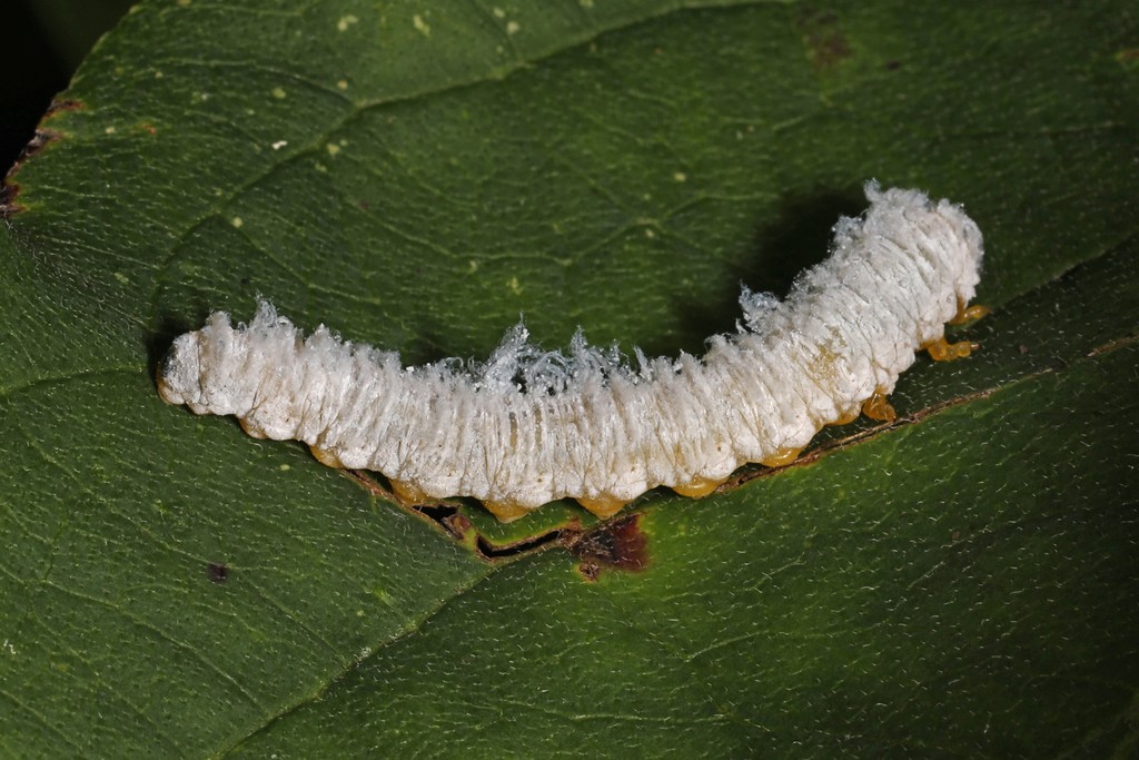 A common sawfly (Macremphytus testaceus) - Picture Insect