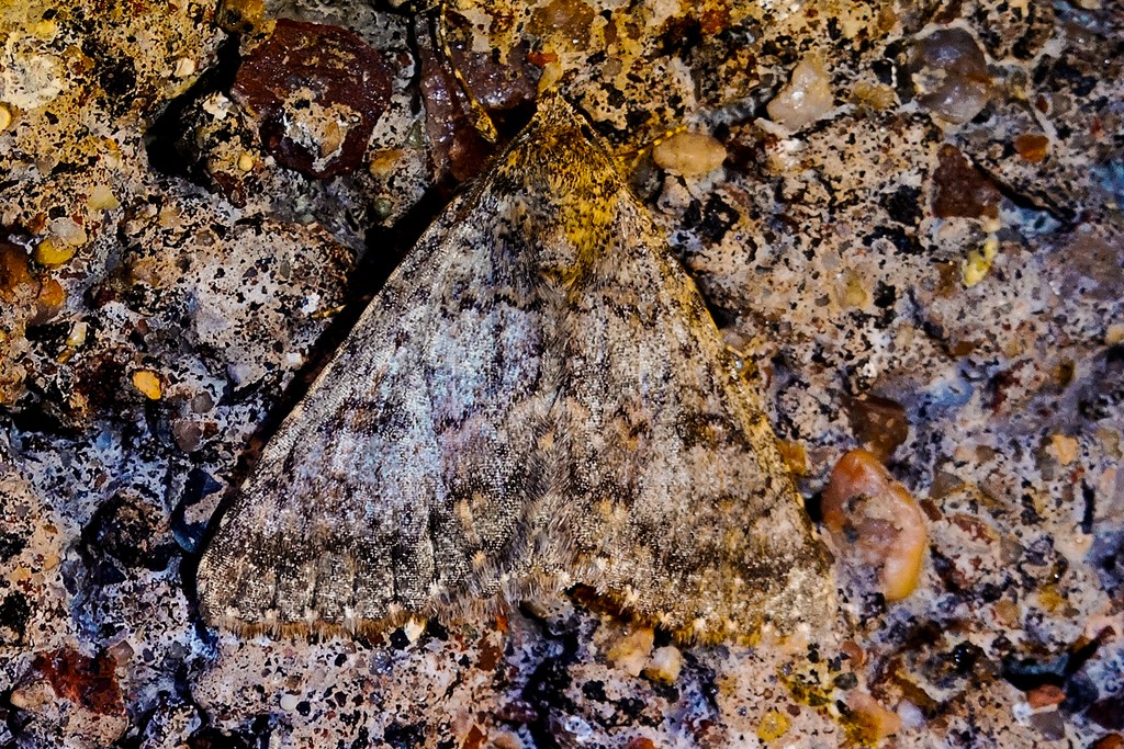 Heteranassa (Heteranassa)