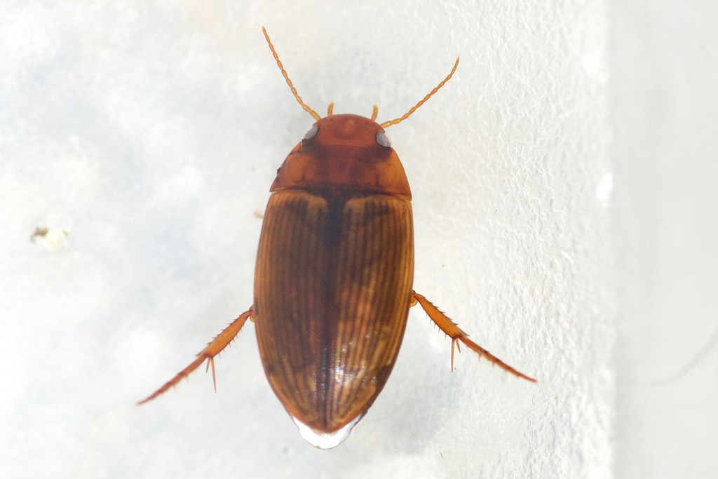 Copelatus glyphicus (Copelatus glyphicus) Picture Insect