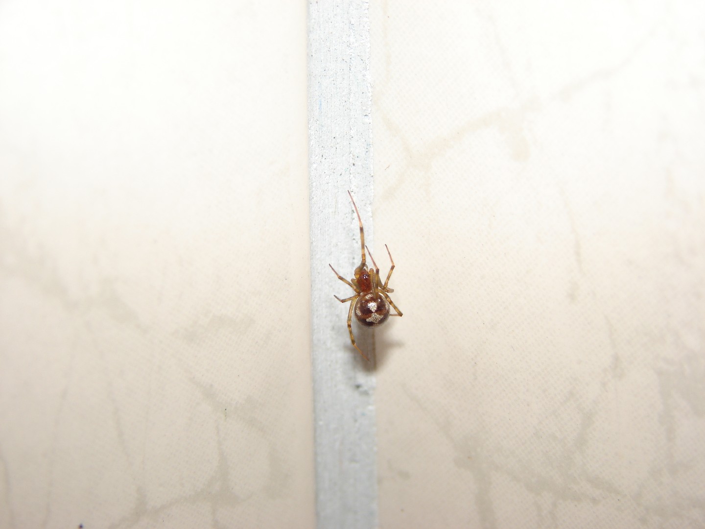 Стеатода треугольная (Steatoda triangulosa) - Picture Insect