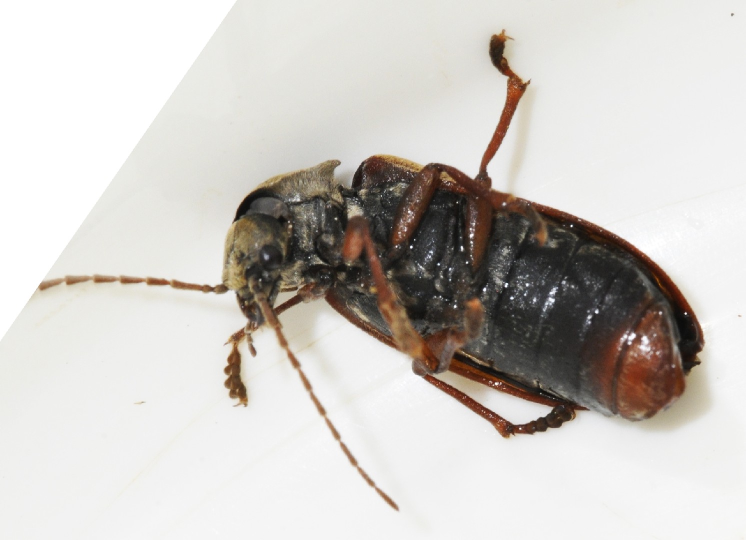 Polydrusus (Polydrusus)