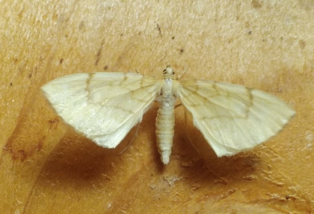 Gandaritis (Gandaritis)