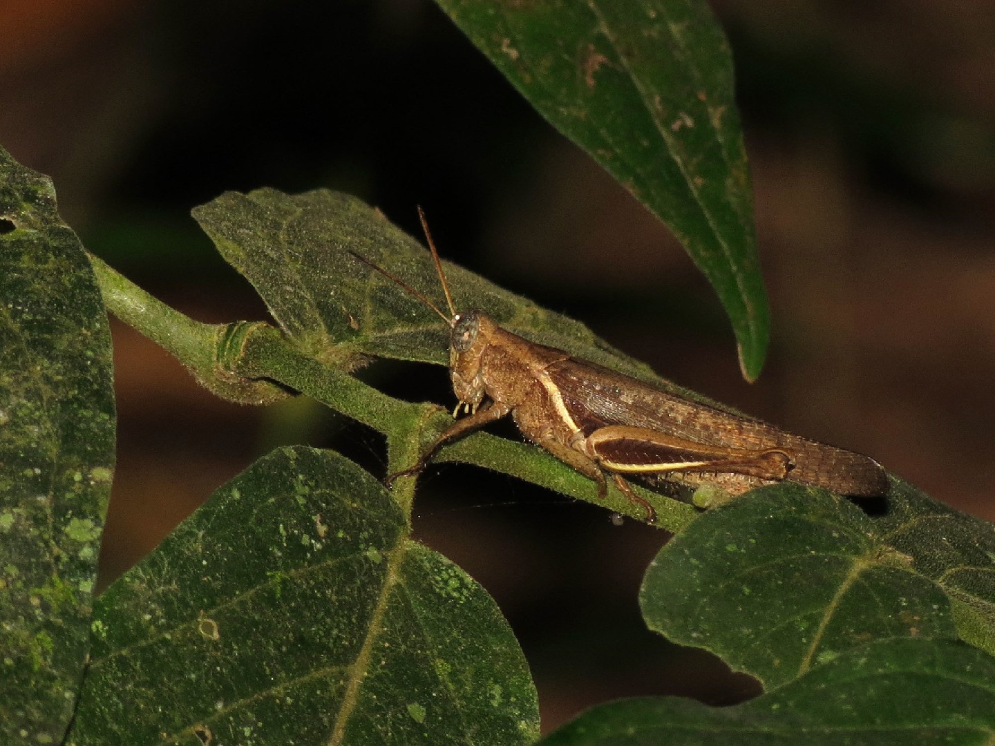 Abracris flavolineata