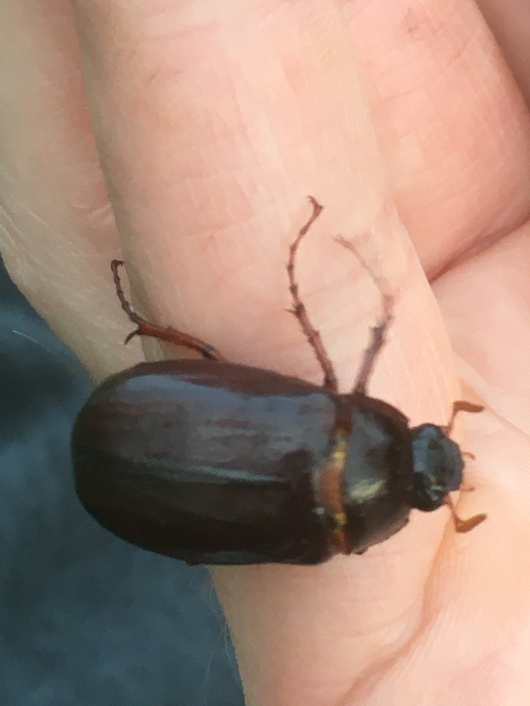 Gallinas ciegas (Phyllophaga)