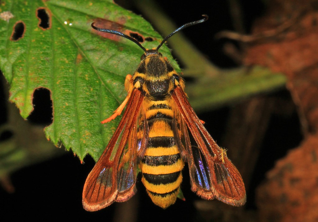 Pennisetia (Pennisetia)