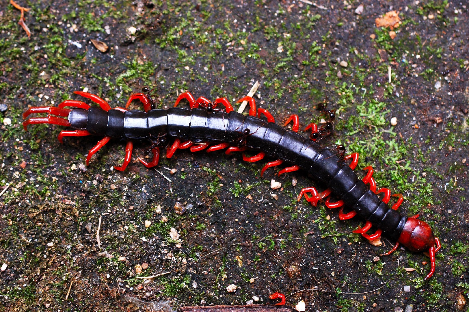 Китайская рыжая сколопендра (Scolopendra subspinipes) - Picture Insect