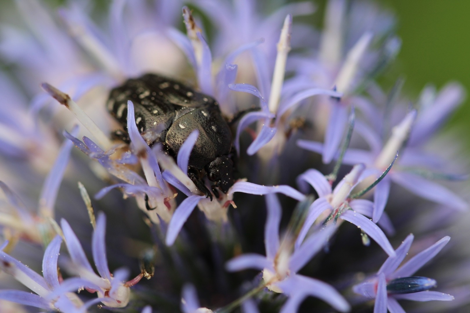 Dotted fruit chafer beetles (Cyrtothyrea)