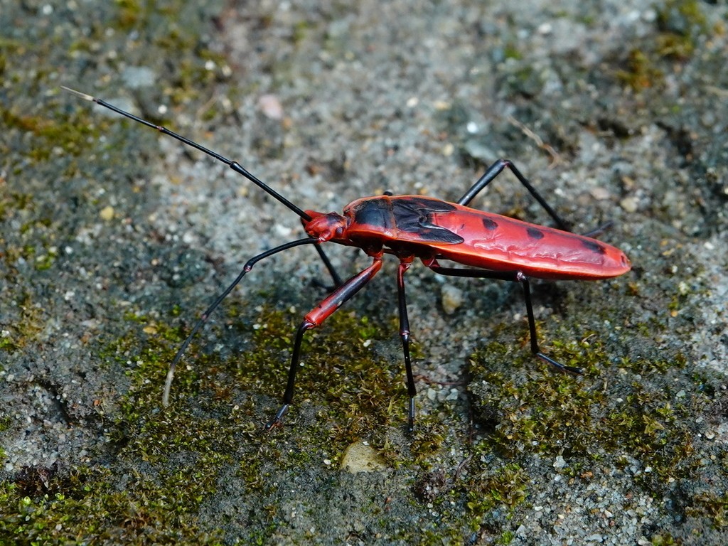 Macrocheraia grandis (Macrocheraia grandis) - Picture Insect