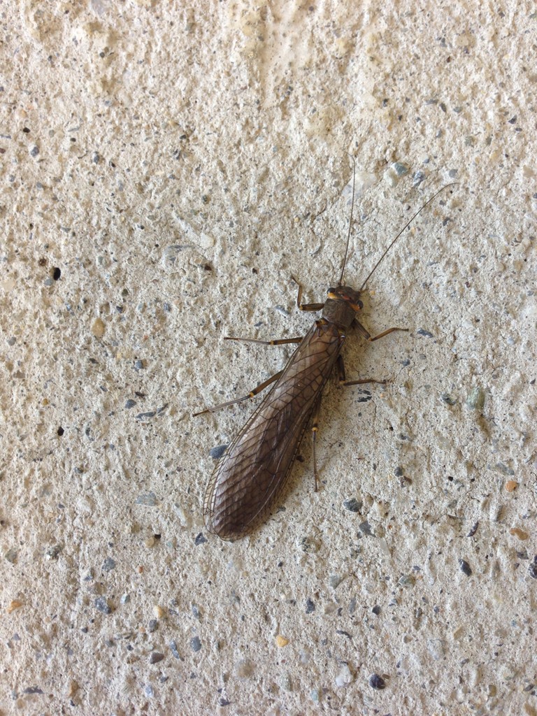 Acroneuria (Acroneuria)