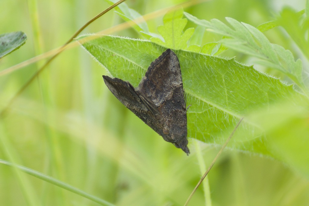 Green cloverworm moth