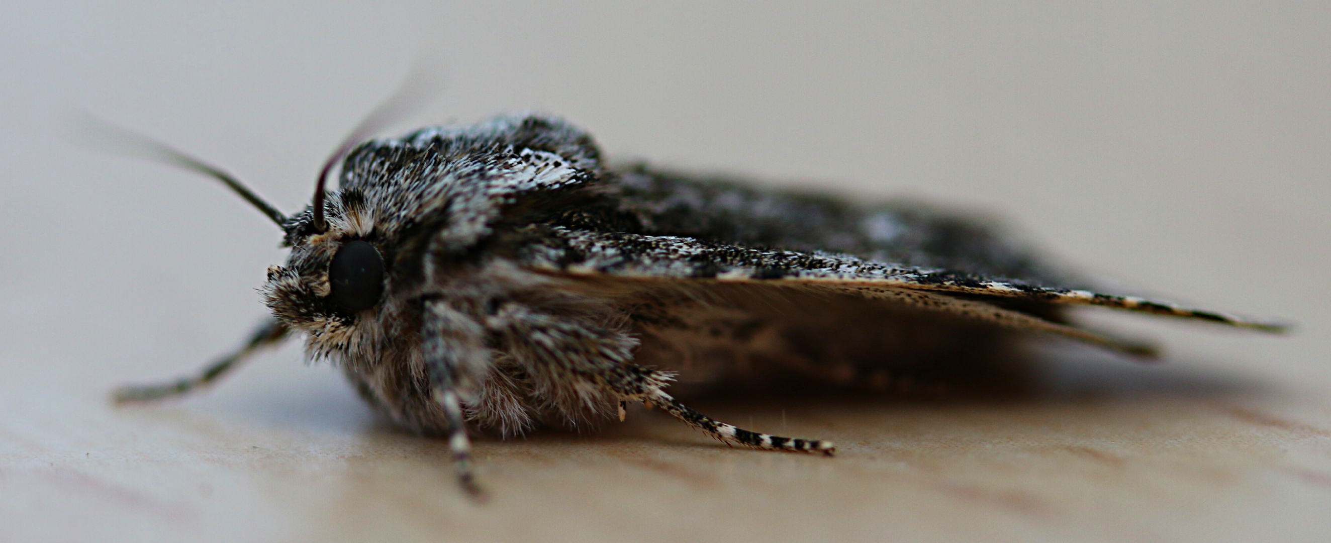 Discestra (Discestra)