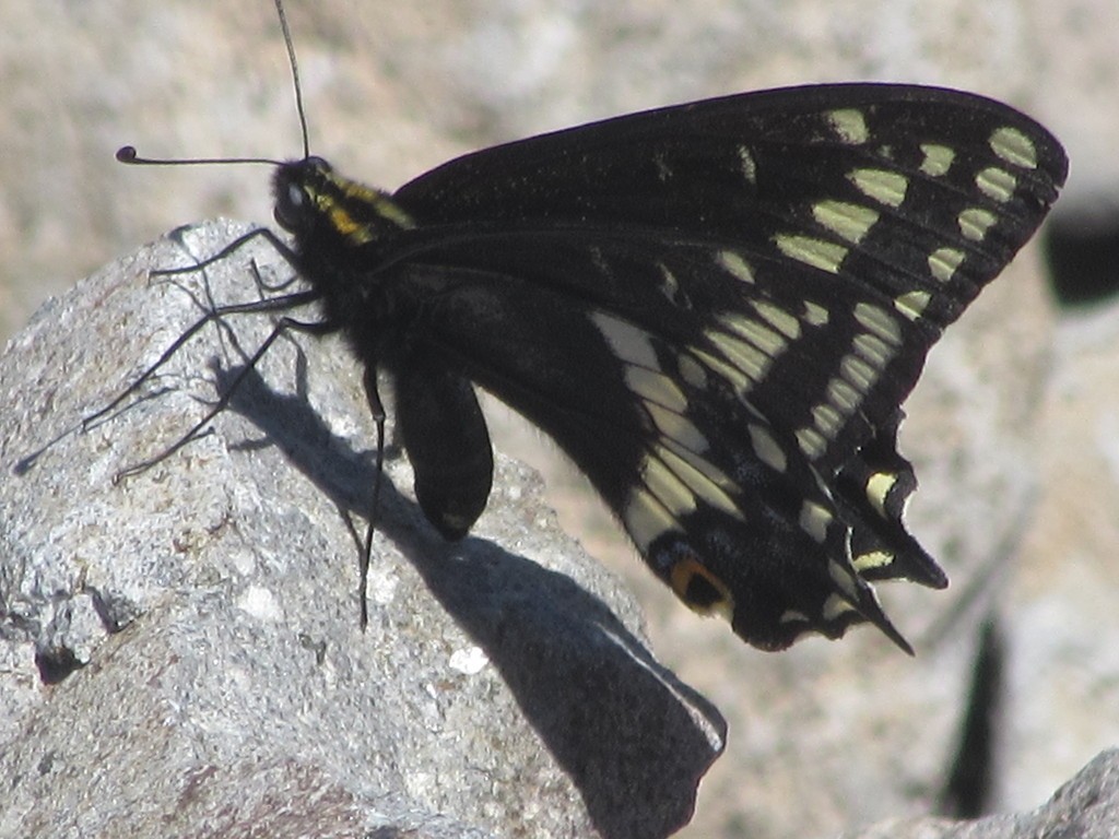 Indra swallowtail
