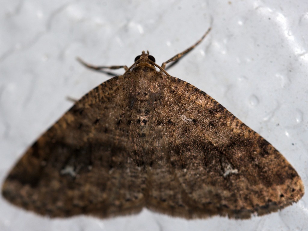 Homochlodes (Homochlodes)