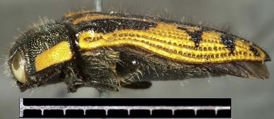 Acmaeodera amplicollis (Acmaeodera amplicollis) Picture Insect