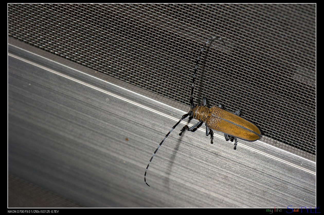 Mulberry longhorn beetle