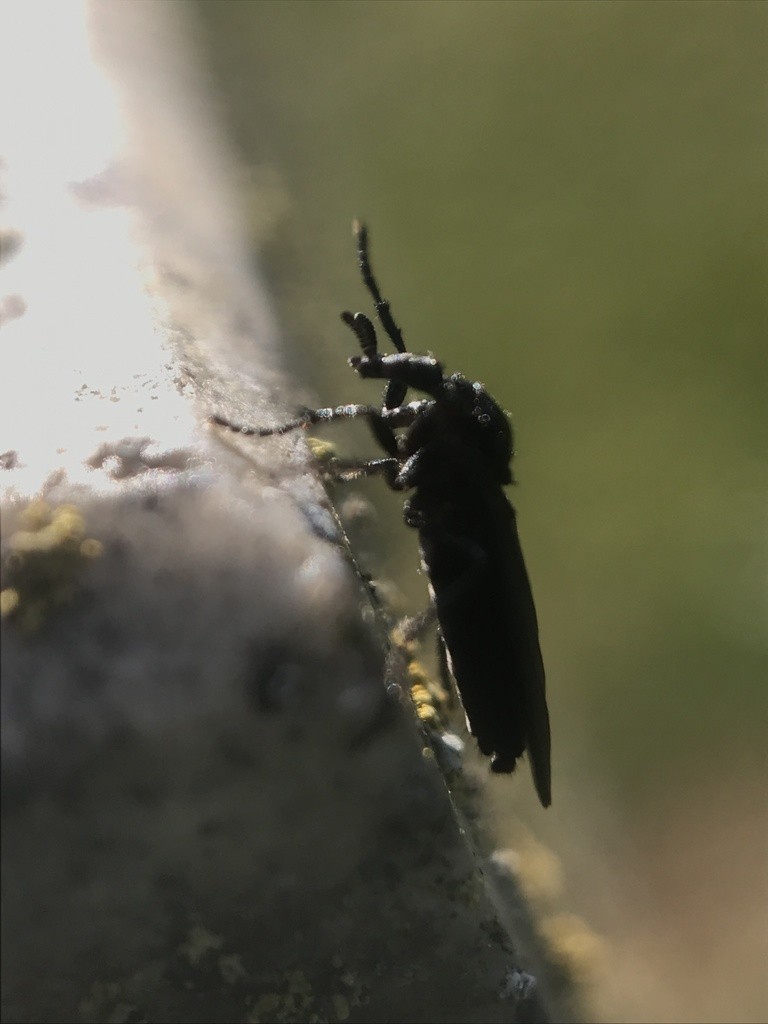 Zwarte vliegen (Bibionidae)