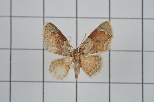 Palpoctenidia (Palpoctenidia)