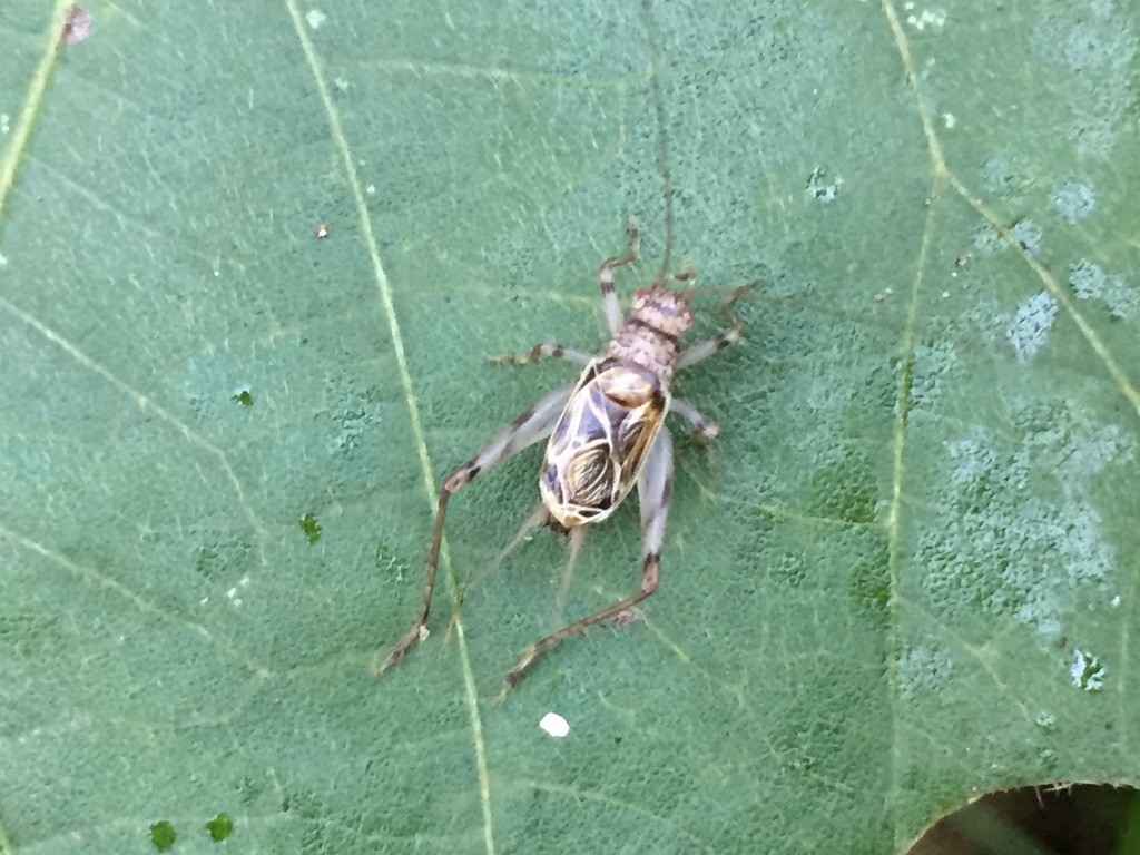 Svistella (Svistella)