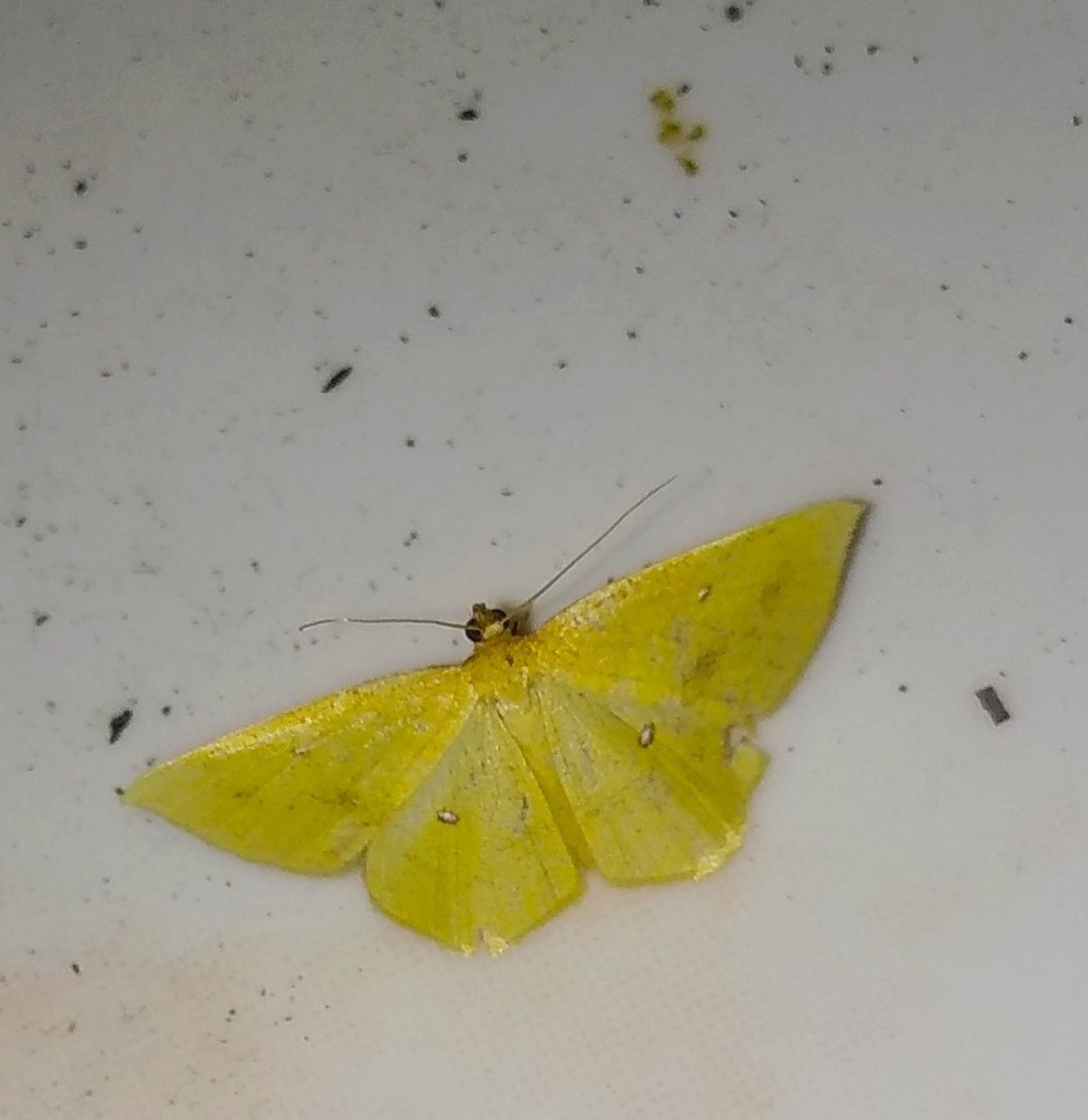 Palaeaspilates (Palaeaspilates)